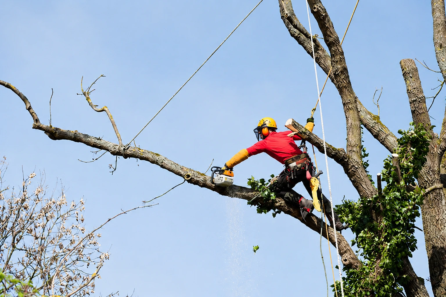 Photo de chantier : élagueur équipé intervenant en hauteur dans un arbre